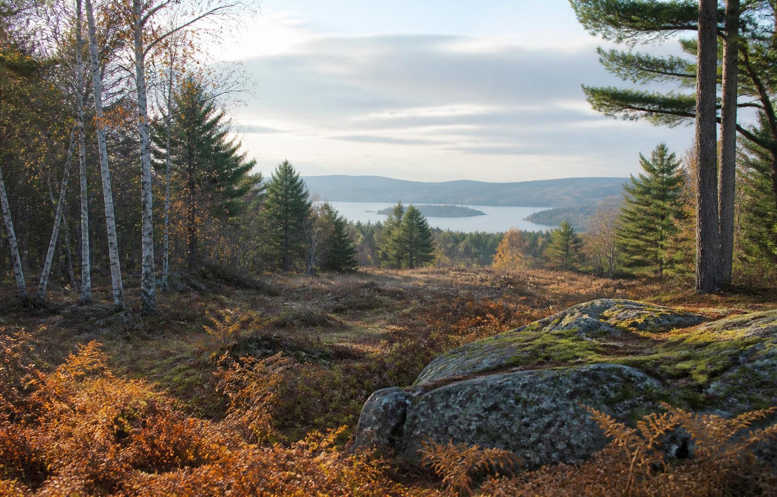 New England building site at soft morning light with paper birches, white pines, moss-covered granite ledge and a distant lake view. Illustrative.